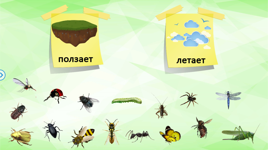 Насекомые старшая группа