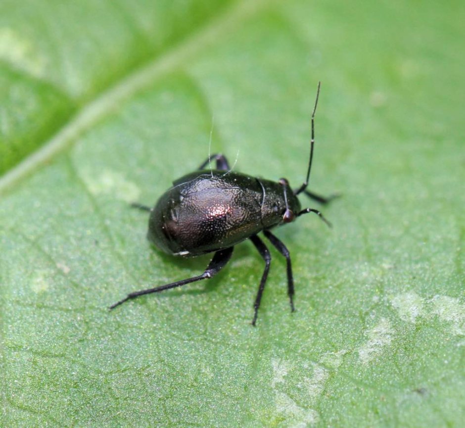 Euryopicoris nitidus