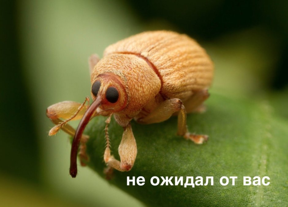 Жук Ореховый долгоносик