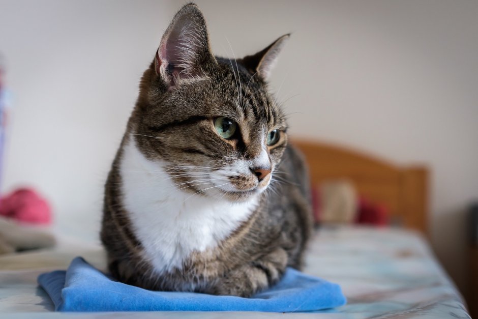 Полосатый кот с белой грудкой