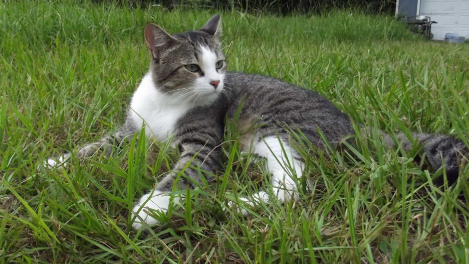 Тэбби, кошка Абрахама Линкольна