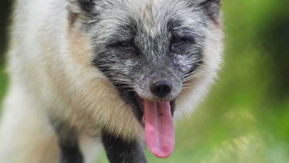 Волк и Рысь арт