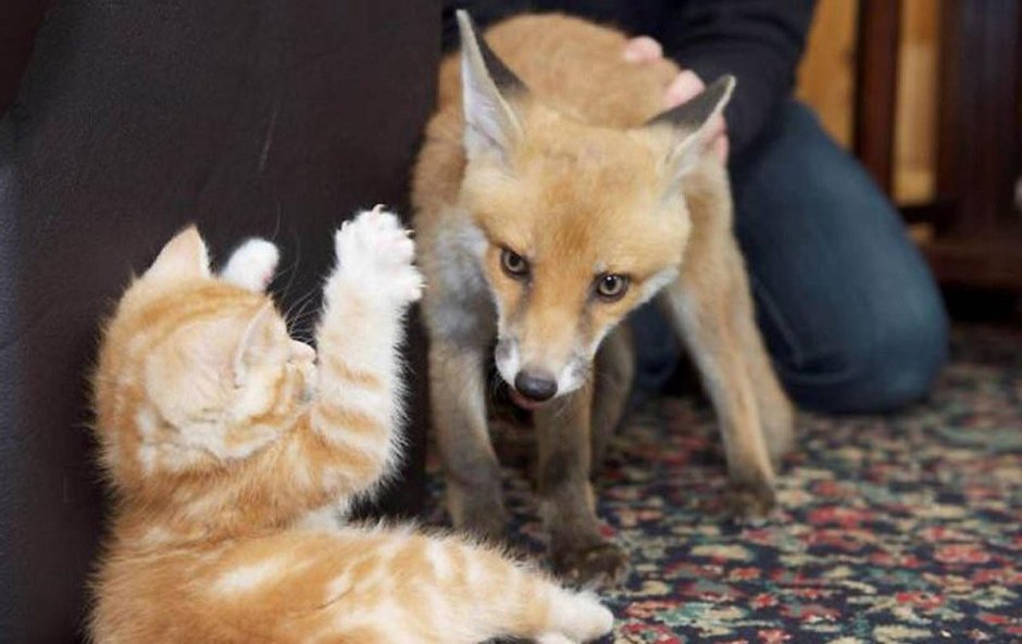 Лис и кот