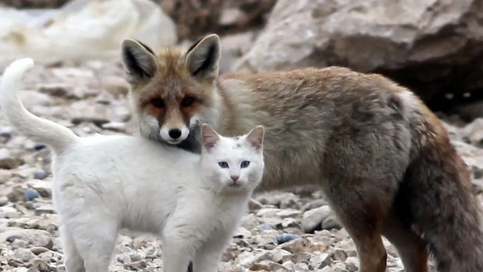 Гибрид кота и лисы