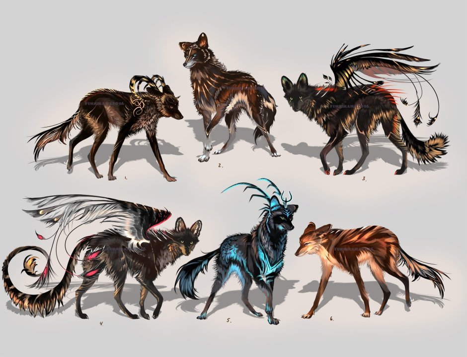 Окрасы Волков адопты