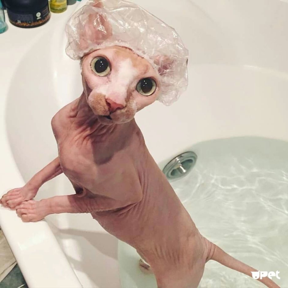 Мокрая кошка