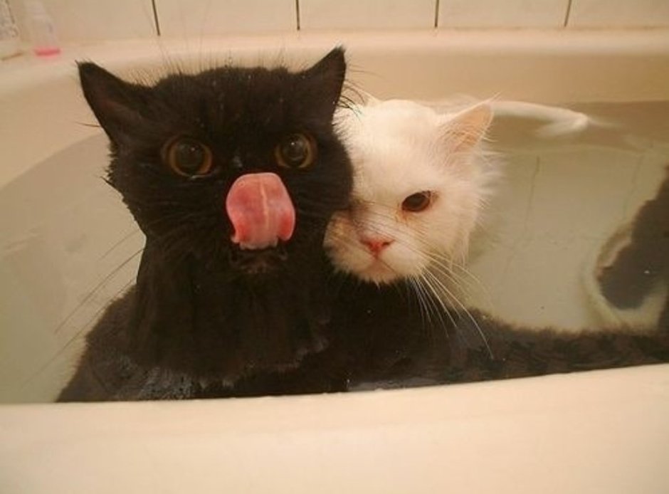 Коты в ванной