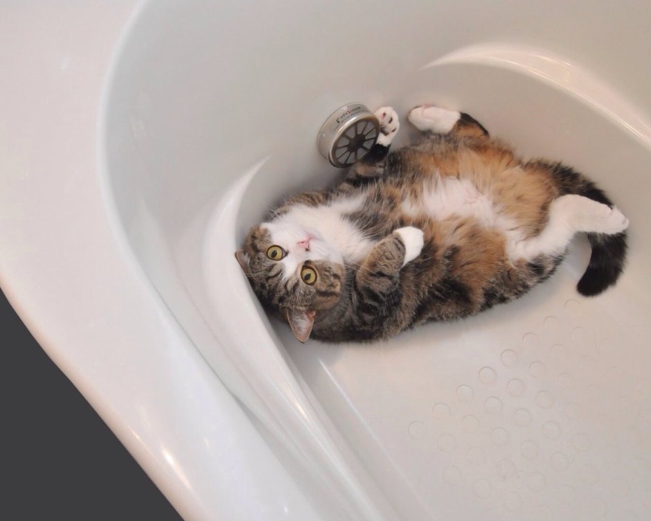 Котенок купается