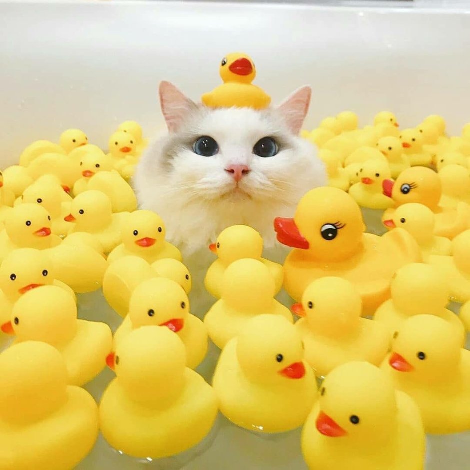 Котик и уточка