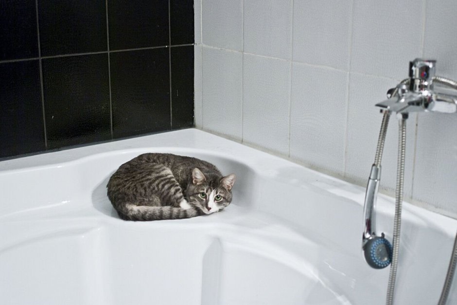 Коты в ванне