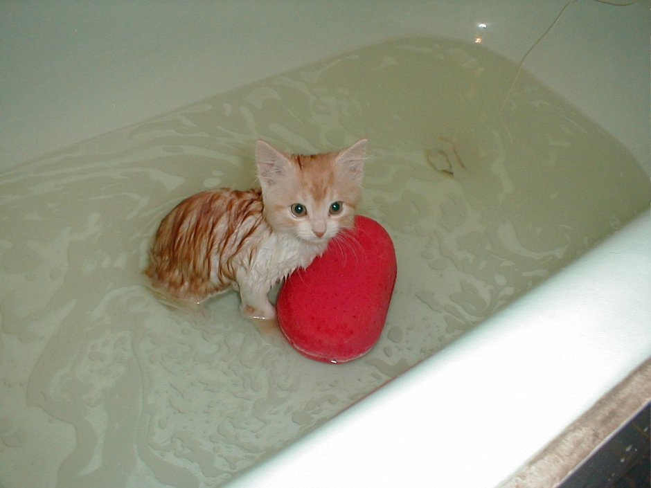 Котик в ванной
