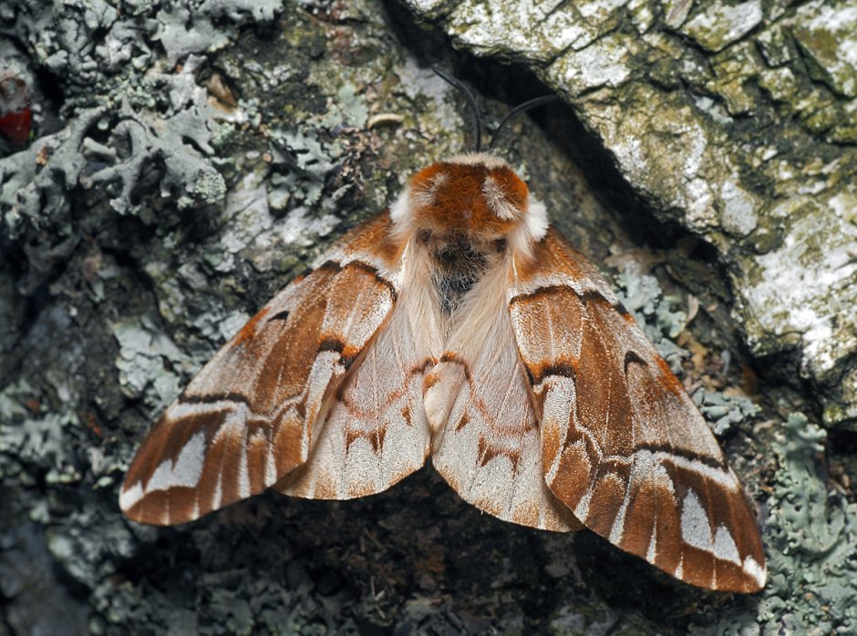 Березовый шелкопряд (Endromis versicolora)