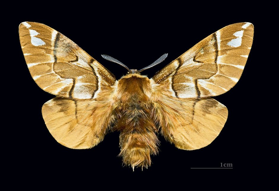 Endromis versicolora