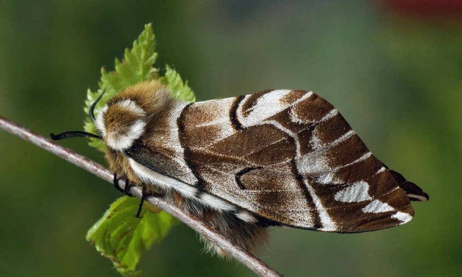 Endromis versicolora