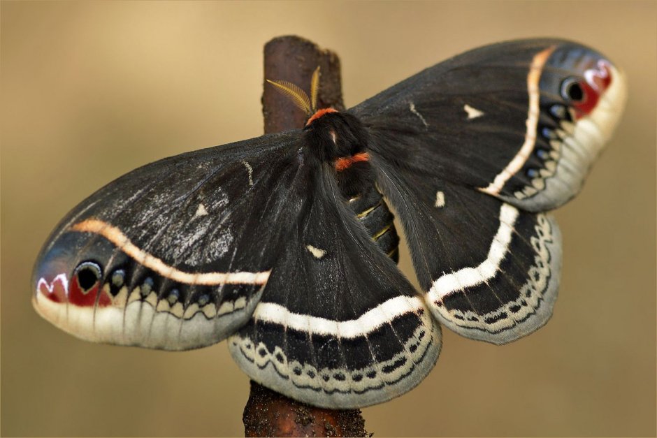 Eupackardia Calleta