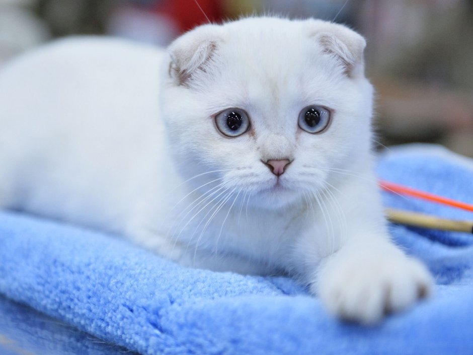Шотландская вислоухая кошка белая