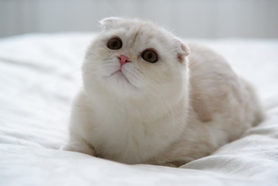 Шотландский вислоухий котенок кремовый