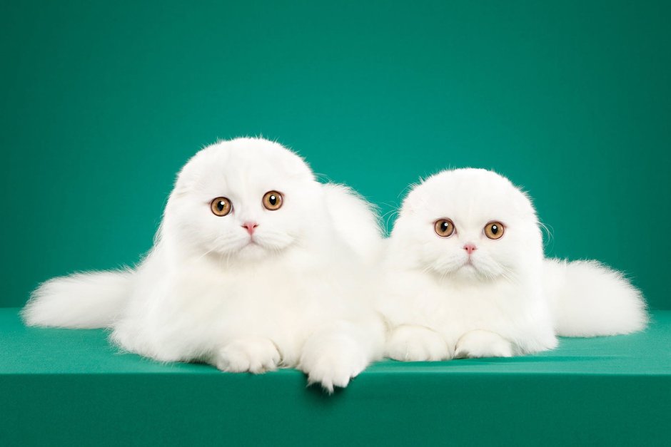 Белый пушистый вислоухий кот