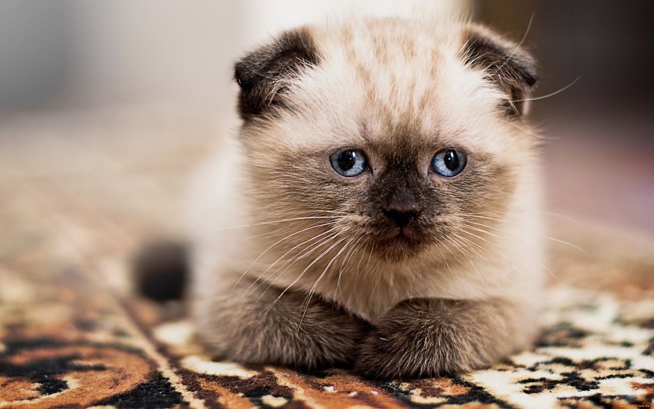 Сиамская вислоухая кошка