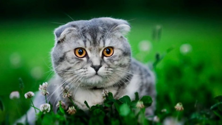 Шотландский вислоухий Лесная