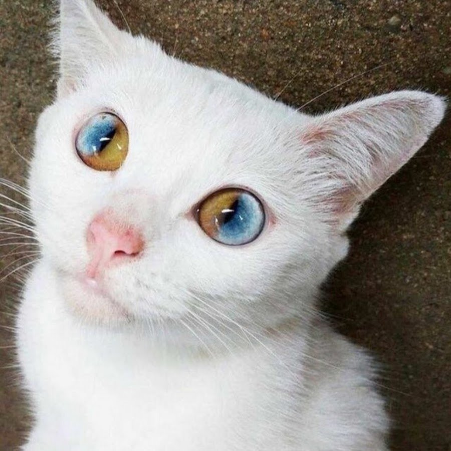 Белая кошка косая