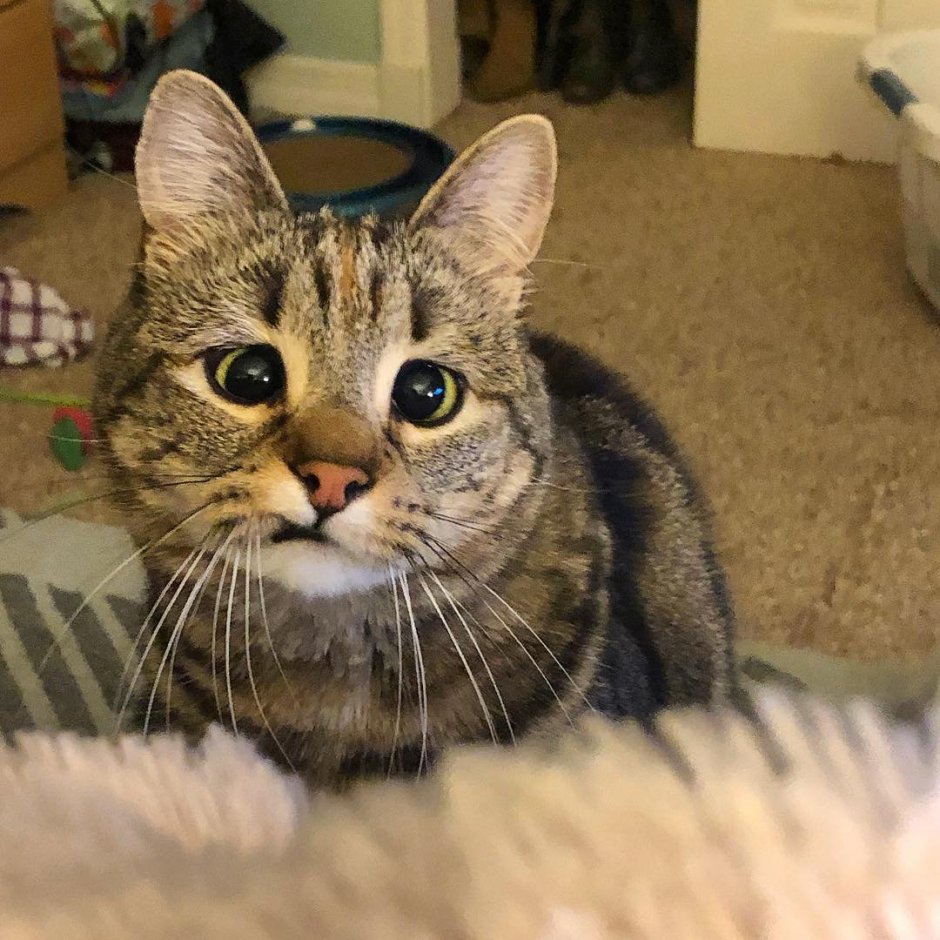 Косоглазый кот