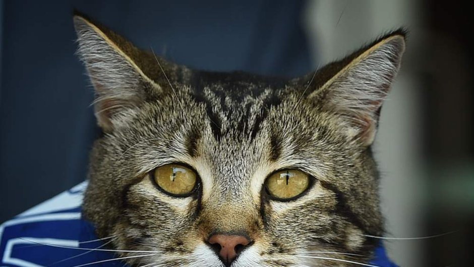 Популярные коты