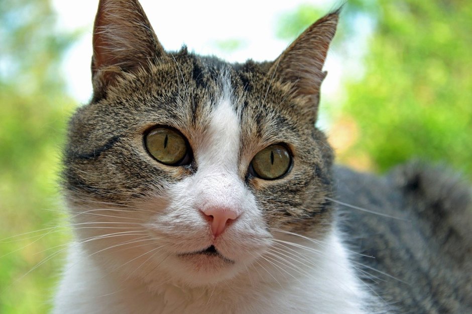 Животные с косыми глазами