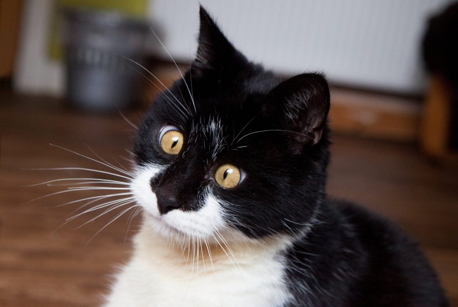 Косоглазая черная кошка