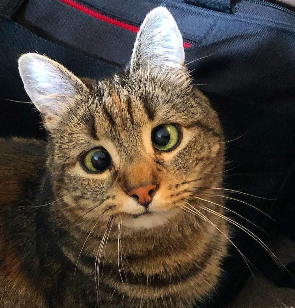 Косоглазый кот