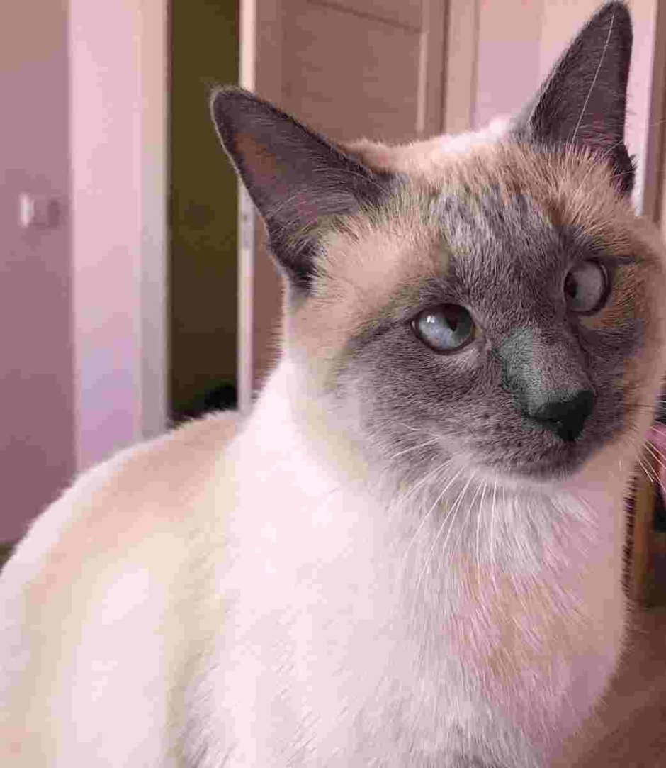 Косоглазие у сиамских кошек