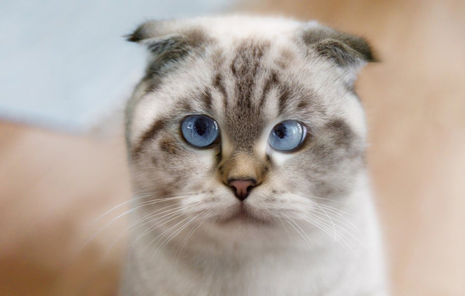 Шотландская вислоухая кошка