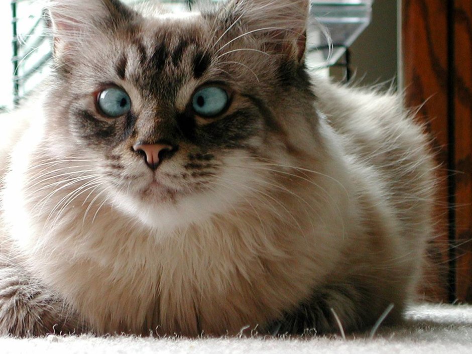 Кот с косыми глазами