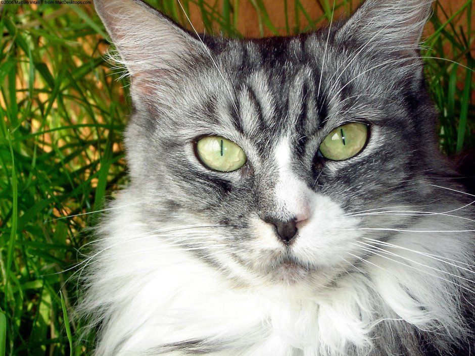 Пушистый кот с косыми глазами