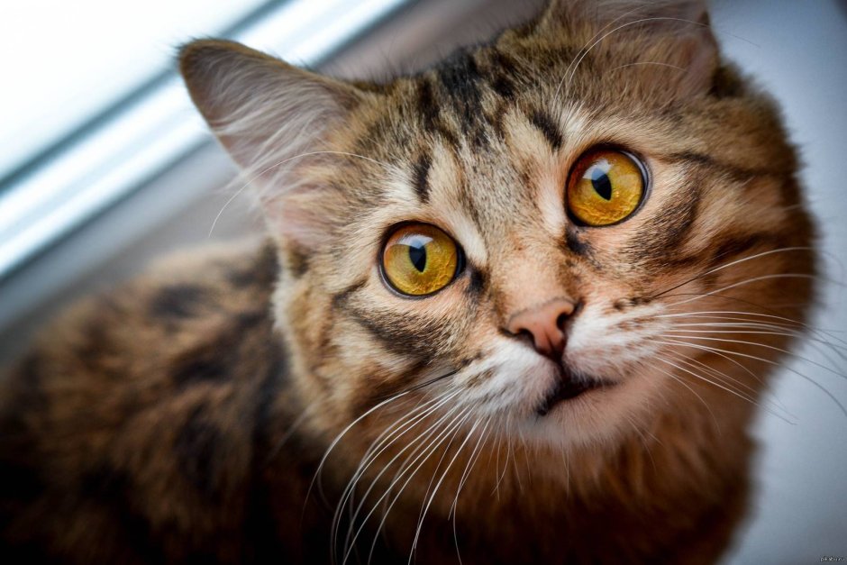 Косой взгляд