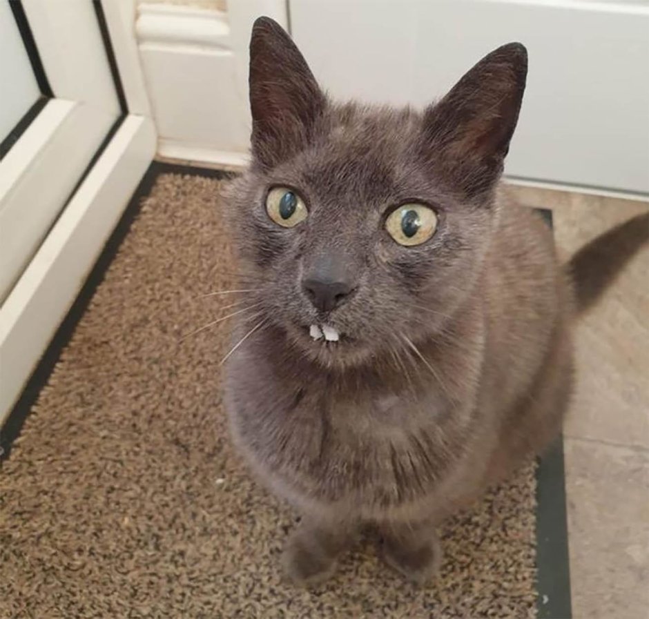 Существует год котокролик