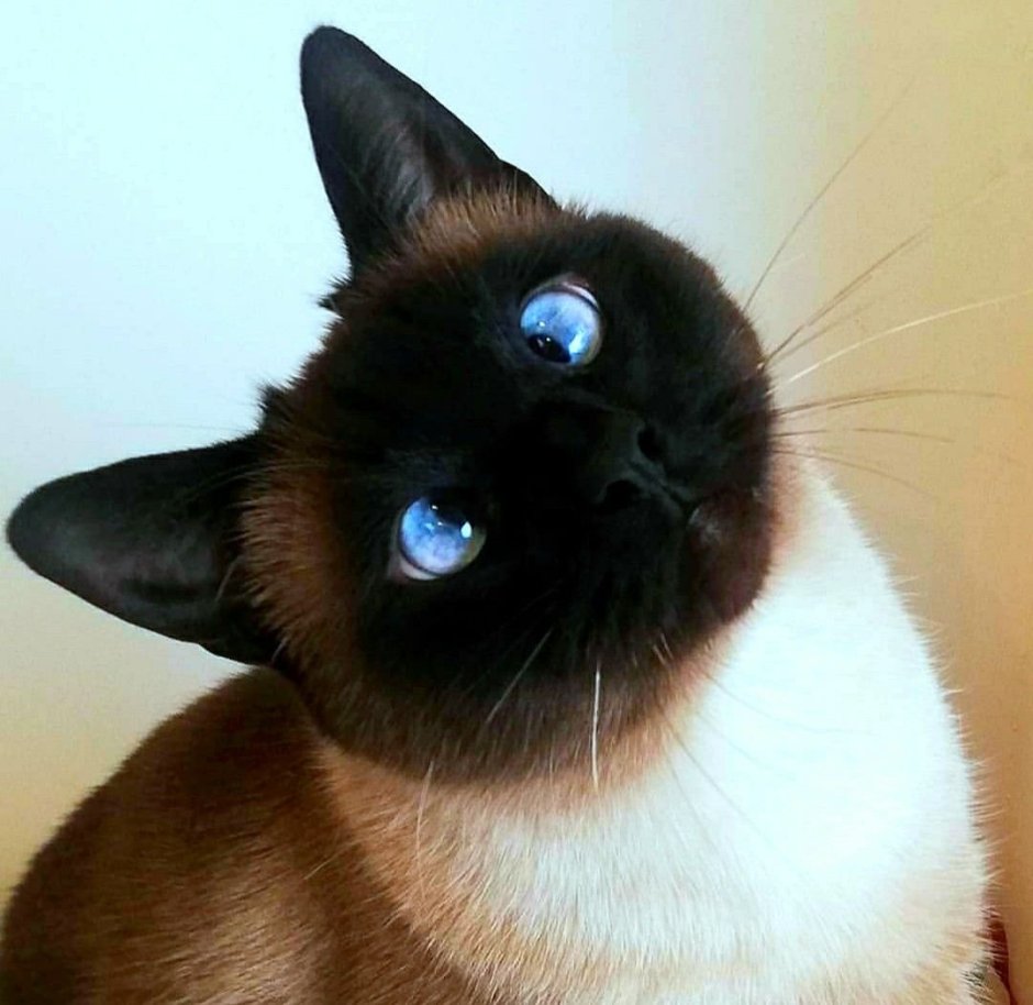 Косоглазый кот Сиам