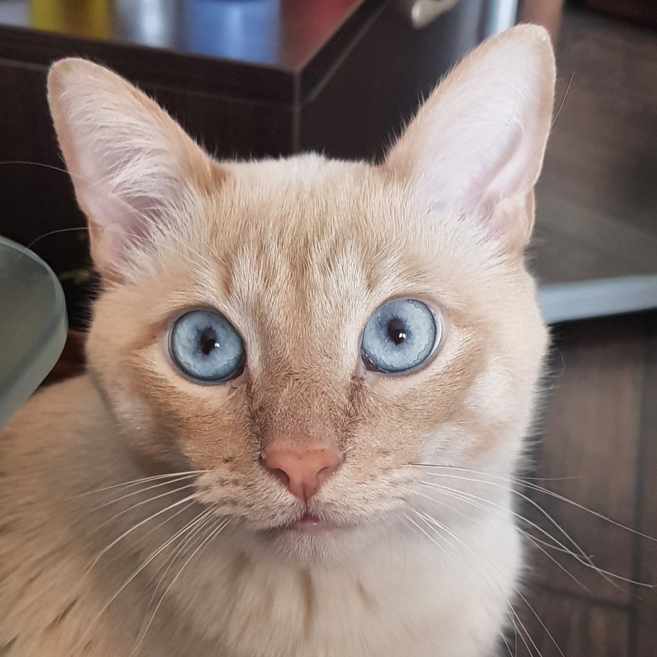 Персиковая кошка с голубыми глазами