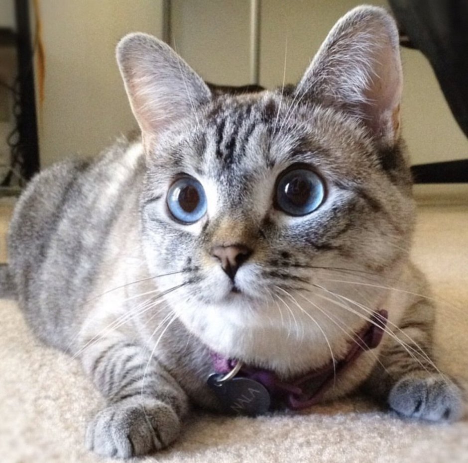 Самые популярные котики