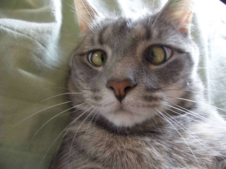 Косоглазый кот