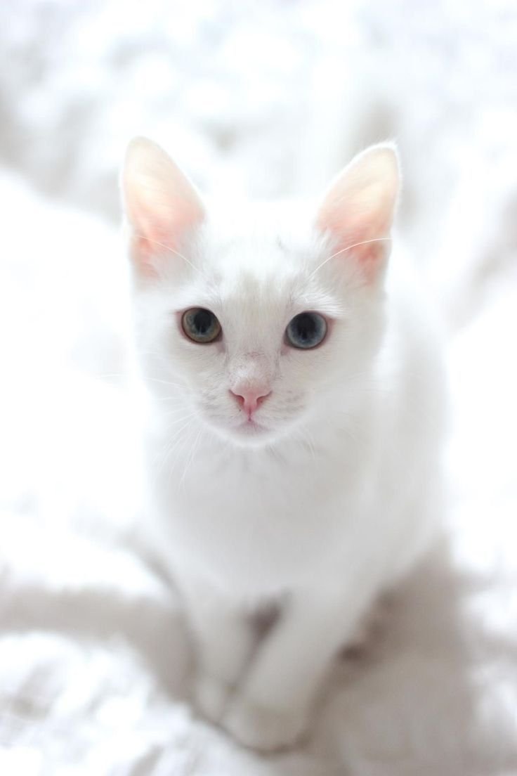 Европейская короткошерстная кошка белая