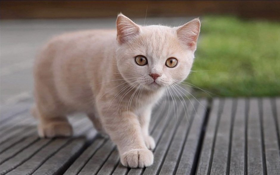 Британский гладкошерстный кот бежевый