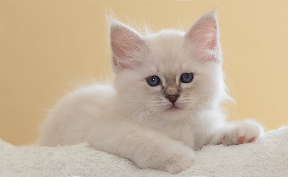 Светлый котенок