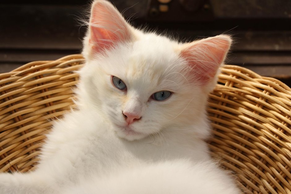 Турецкая ангора короткошерстная