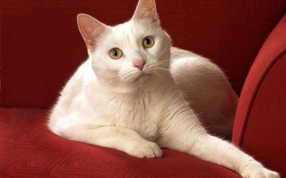 Анатолийская короткошерстная кошка