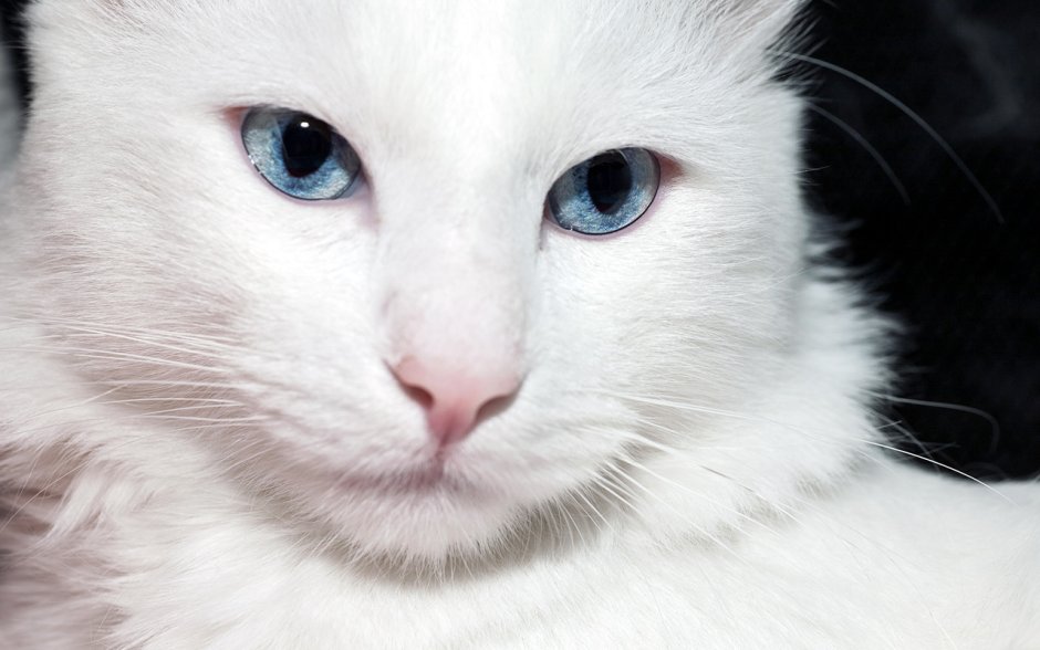 Турецкая ангора альбинос