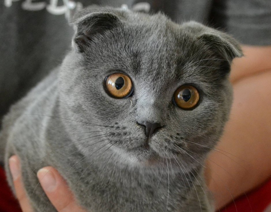 Кот британец вислоухий серый