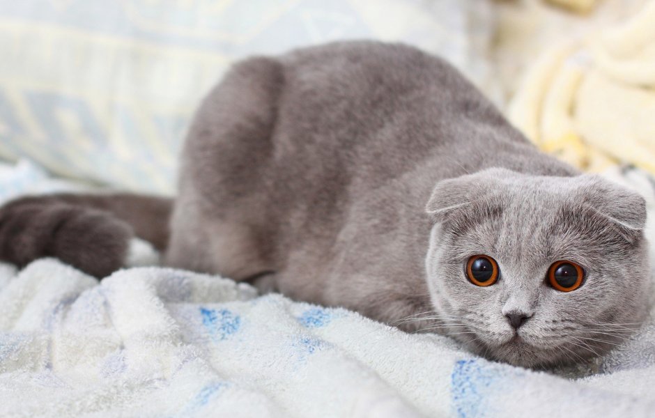 Шотландская вислоухая кошка
