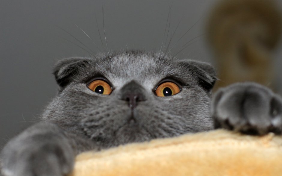 Cat Scott little