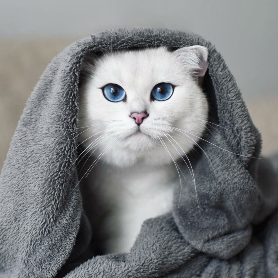 Коби кот вислоухий
